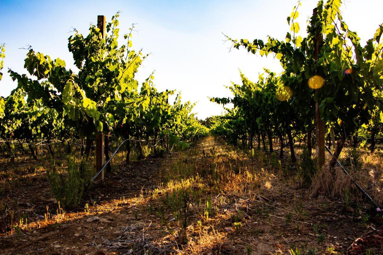 Bed and Breakfast The Vineyards Альгеро Экстерьер фото