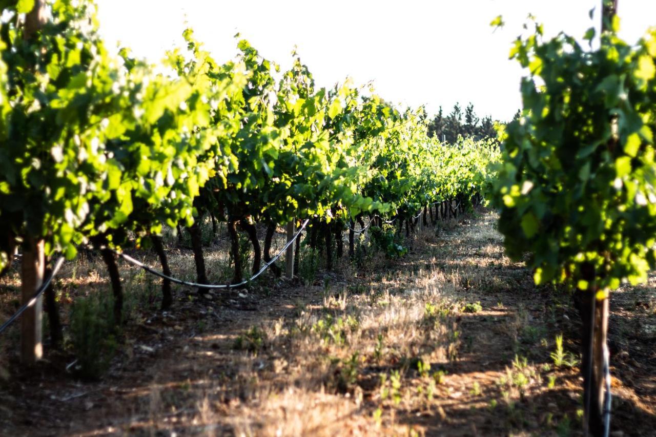 Bed and Breakfast The Vineyards Альгеро Экстерьер фото