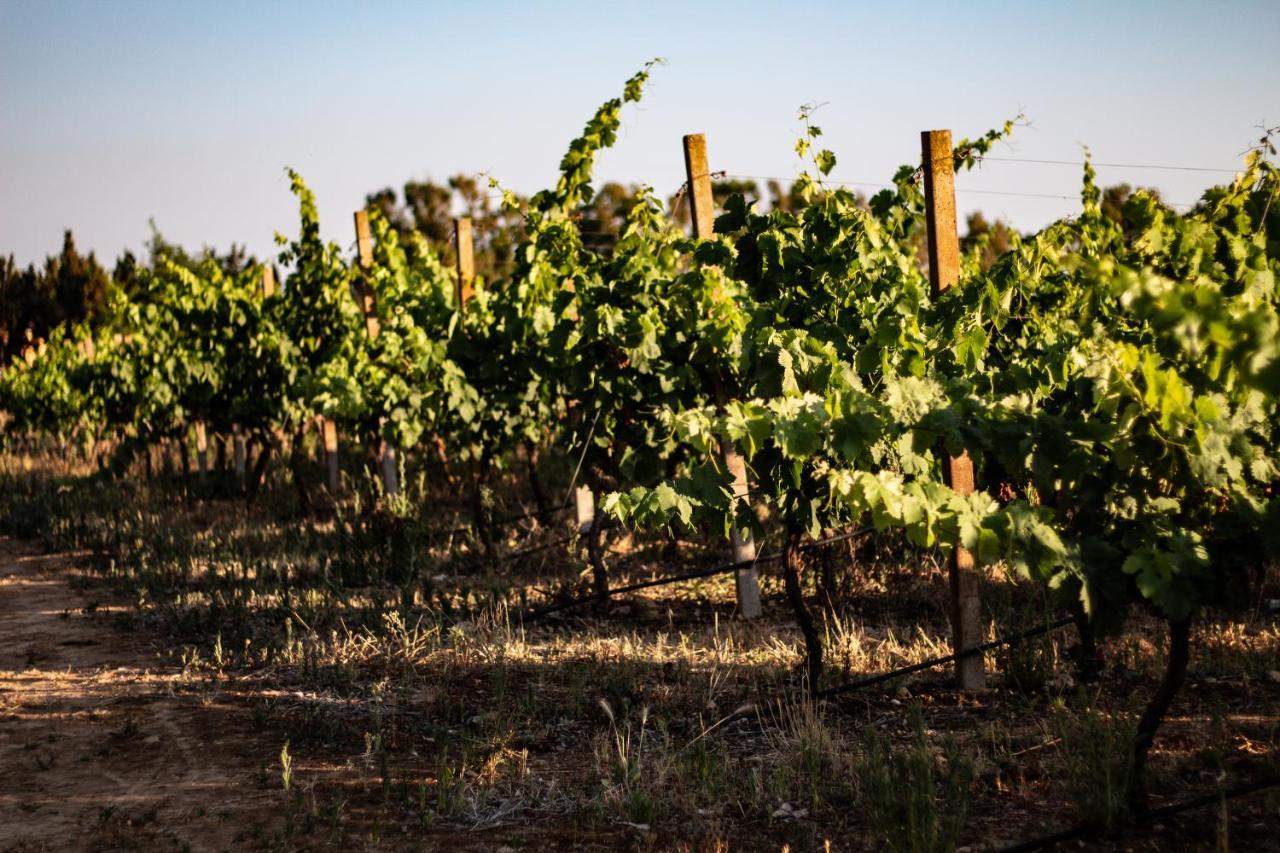 Bed and Breakfast The Vineyards Альгеро Экстерьер фото